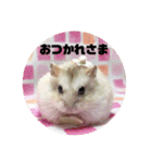 ジャンガリアンハムスターの姫ちゃん（個別スタンプ：12）
