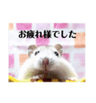 ジャンガリアンハムスターの姫ちゃん（個別スタンプ：13）