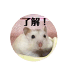 ジャンガリアンハムスターの姫ちゃん（個別スタンプ：16）