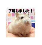 ジャンガリアンハムスターの姫ちゃん（個別スタンプ：17）