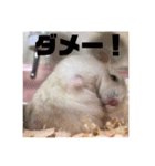 ジャンガリアンハムスターの姫ちゃん（個別スタンプ：20）