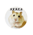 ジャンガリアンハムスターの姫ちゃん（個別スタンプ：21）