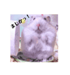 ジャンガリアンハムスターの姫ちゃん（個別スタンプ：23）