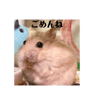 ジャンガリアンハムスターの姫ちゃん（個別スタンプ：28）