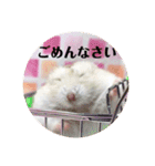 ジャンガリアンハムスターの姫ちゃん（個別スタンプ：29）