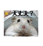 ジャンガリアンハムスターの姫ちゃん（個別スタンプ：30）