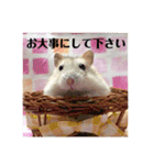 ジャンガリアンハムスターの姫ちゃん（個別スタンプ：32）