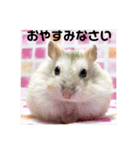 ジャンガリアンハムスターの姫ちゃん（個別スタンプ：34）