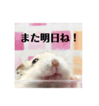 ジャンガリアンハムスターの姫ちゃん（個別スタンプ：35）
