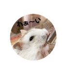 ジャンガリアンハムスターの姫ちゃん（個別スタンプ：38）