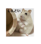 ジャンガリアンハムスターの姫ちゃん（個別スタンプ：40）
