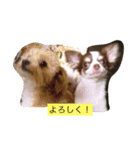 マオ＆モコ（個別スタンプ：5）