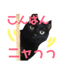 ＊黒猫stamp＊（個別スタンプ：3）
