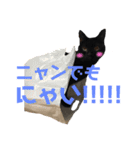 ＊黒猫stamp＊（個別スタンプ：8）