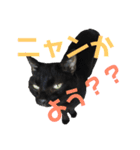 ＊黒猫stamp＊（個別スタンプ：10）