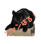 ＊黒猫stamp＊（個別スタンプ：12）