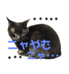 ＊黒猫stamp＊（個別スタンプ：13）
