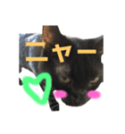 ＊黒猫stamp＊（個別スタンプ：14）