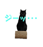＊黒猫stamp＊（個別スタンプ：16）