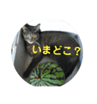 心の友ネコ「にゃかの先生」（個別スタンプ：9）