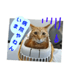 心の友ネコ「にゃかの先生」（個別スタンプ：10）