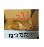 心の友ネコ「にゃかの先生」（個別スタンプ：15）