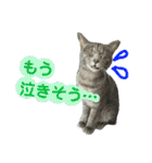 心の友ネコ「にゃかの先生」（個別スタンプ：16）