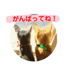 心の友ネコ「にゃかの先生」（個別スタンプ：19）