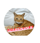心の友ネコ「にゃかの先生」（個別スタンプ：29）