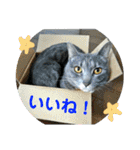 心の友ネコ「にゃかの先生」（個別スタンプ：31）