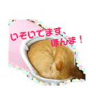 心の友ネコ「にゃかの先生」（個別スタンプ：35）