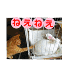 心の友ネコ「にゃかの先生」（個別スタンプ：37）