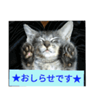 心の友ネコ「にゃかの先生」（個別スタンプ：40）