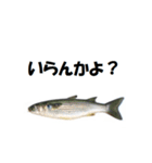 よっきゃ佐賀弁（個別スタンプ：34）