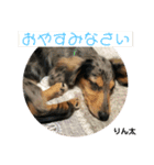 りん太のん太かん太虹心スタンプ（個別スタンプ：13）