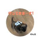 りん太のん太かん太虹心スタンプ（個別スタンプ：16）
