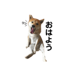 柴犬ポポ（個別スタンプ：1）