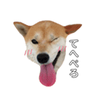 柴犬ポポ（個別スタンプ：2）