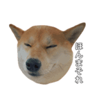 柴犬ポポ（個別スタンプ：3）