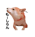 柴犬ポポ（個別スタンプ：4）