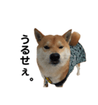 柴犬ポポ（個別スタンプ：6）