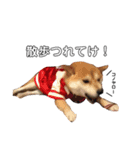 柴犬ポポ（個別スタンプ：7）