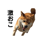 柴犬ポポ（個別スタンプ：8）