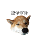 柴犬ポポ（個別スタンプ：9）