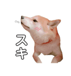 柴犬ポポ（個別スタンプ：10）
