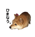 柴犬ポポ（個別スタンプ：11）