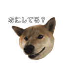 柴犬ポポ（個別スタンプ：12）