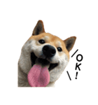 柴犬ポポ（個別スタンプ：13）