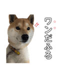 柴犬ポポ（個別スタンプ：14）