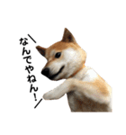 柴犬ポポ（個別スタンプ：16）